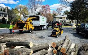 Trusted Brooktrails, CA Tree Care Experts