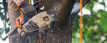 How Our Tree Care Process Works  in  Brooktrails, CA