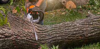 Best Commercial Tree Services  in Brooktrails, CA
