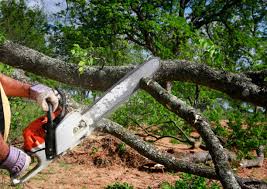 Best Root Management and Removal  in Brooktrails, CA
