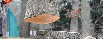 Best Emergency Tree Removal  in Brooktrails, CA