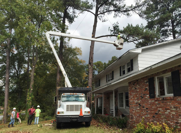 Best Hazardous Tree Removal  in Brooktrails, CA