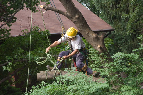 Best Arborist Consultation Services  in Brooktrails, CA
