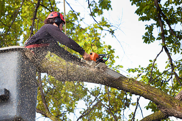 Best Tree Maintenance Programs  in Brooktrails, CA