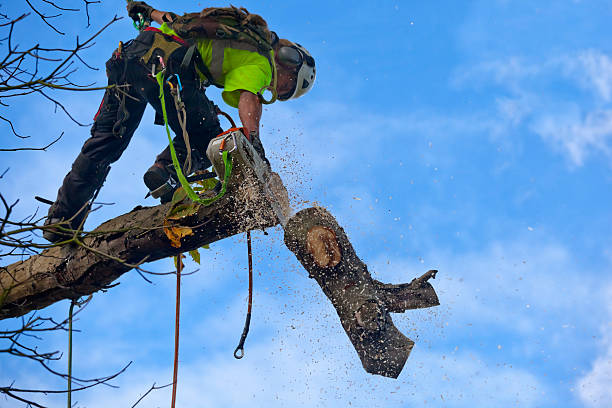Best Grass Overseeding  in Brooktrails, CA